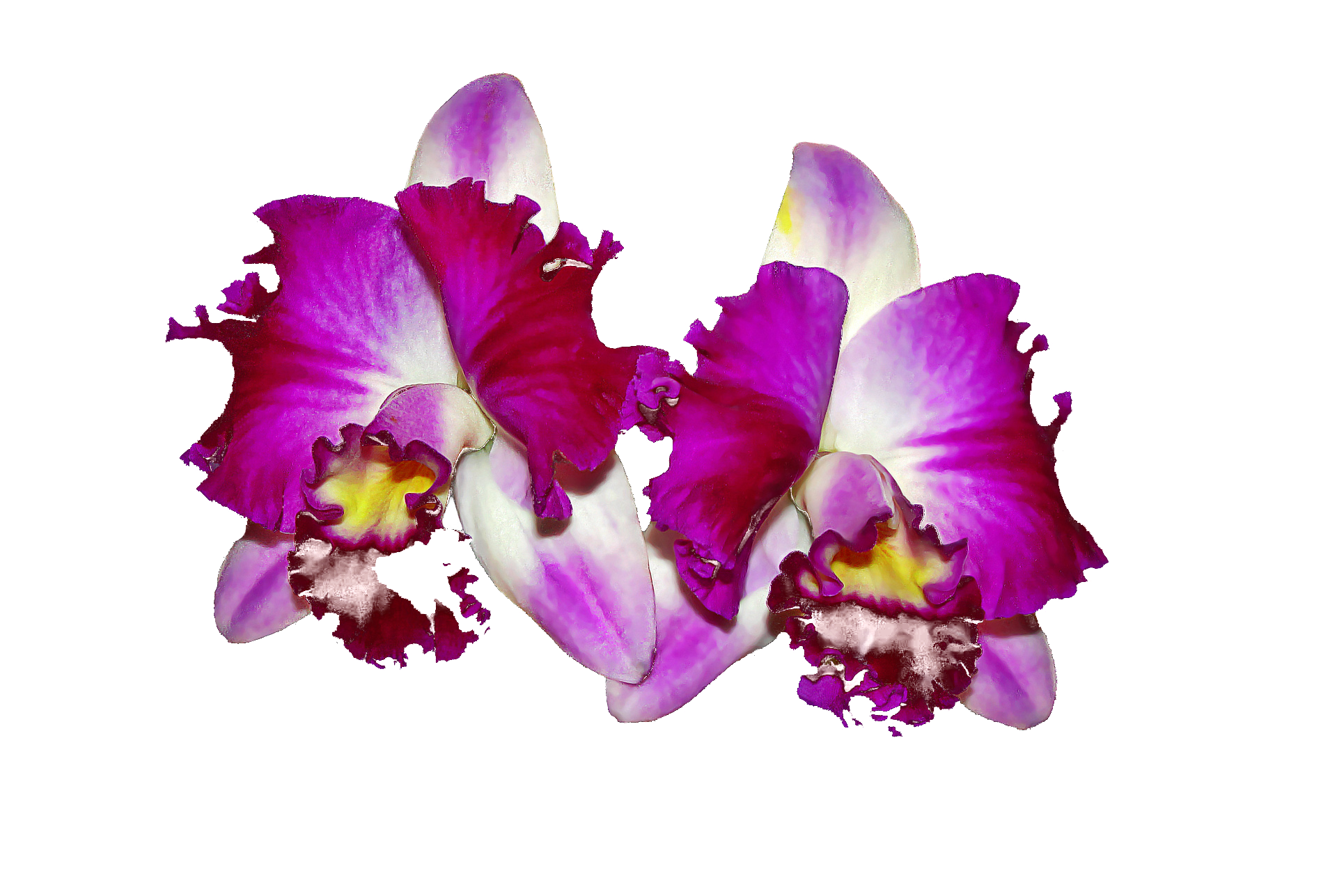 Orchidea Cattleya